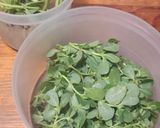 Foto del paso 1 de la receta: Ensalada de verdolagas con fruta