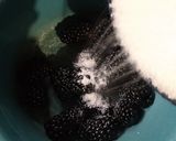 Foto del paso 6 de la receta: Panna cotta de nuez con coulis de zarzamora