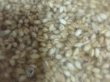 هريس دجاج اماراتي 😋 بقدر الضغط