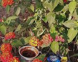 صورة لخطوة 3 من وصفة قهوة مسائي 🤷🏻♀️