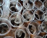 Foto langkah ke 4 dari resep Es Teh Boba Rasa Stroberi Thailand.