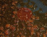 A picture of step 7 of A Chef's Recipe for Umeboshi Flavored Hamburger & Steak Sauce.