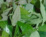 Foto langkah ke 1 dari resep Daun Singkong Rebus Tetap Hijau.