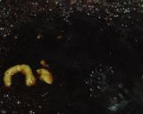 A picture of step 5 of Wasabi Steak Sauce From A Former Steak Chef.