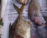 A picture of step 1 of yellow tail stew.