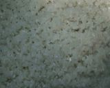 Foto langkah ke 1 dari resep Nasi Pandan Wangi.