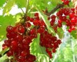 A picture of step 8 of Red Currant Jam.