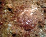 A picture of step 7 of skunks pizza pie.
