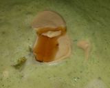 A picture of step 3 of Sig's Mustard and Leek /Zucchini Sauce for Eggs.