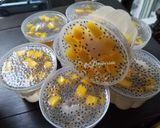Foto langkah ke 1 dari resep Puding Buah Leci.