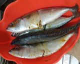 Foto langkah ke 1 dari resep Kembung Tumis Cabai hijau.
