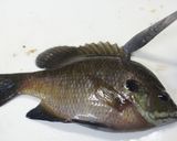 A picture of step 4 of Bluegill Simmer.