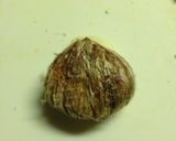 A picture of step 6 of Chestnut Rice.