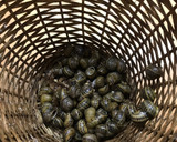 Foto del paso 1 de la receta: Caracoles a mi estilo