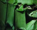 Foto langkah ke 7 dari resep Pelas tahu.