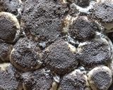 Foto del paso 3 de la receta: Tortitas negras!!!