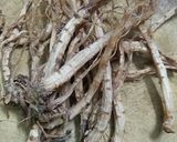Hình bước làm 1 của món Sâm đương quy chưng mật ong