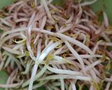 Foto langkah ke 1 dari resep Tumis Kangkung Tauge Saus Tiram.