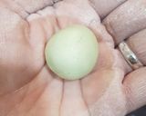Foto langkah ke 3 dari resep Klepon Pandan.