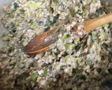 Foto del paso 4 de la receta: Budín salado de Trigo Sarraceno (Vegan / Sin TACC / Gluten Free)