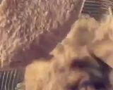 صورة لخطوة 3 من وصفة بان كيك لذيذ وسهل