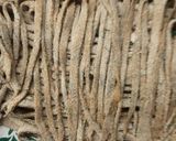Foto del paso 9 de la receta: Fideos 100% integrales de albahaca 🌿💕