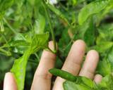 กะเพราเนื้อสับ วิธีทำสูตร 1 รูป