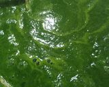 পালং শাকের স‍্যুপ। Spinach Soup রেসিপির ধাপ 3 ছবি