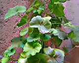 صورة لخطوة 5 من وصفة طبق شواء عيد الاضحى المبارك🐏🥩🧂🍖