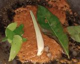 Foto langkah ke 3 dari resep Ampela Ayam Masak Bumbu Rempah.