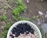 صورة لخطوة 3 من وصفة دبس التكي التوت الفريش