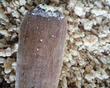 A picture of step 7 of Tsimbare(roasted fermented maize flour).