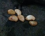 Foto langkah ke 1 dari resep Sup Labu Air.