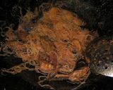 Foto langkah ke 2 dari resep ❂ 17) Pindang tongkol balado bihun #BikinRamadanBerkesan.