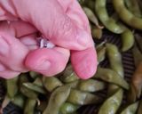 Foto del paso 5 de la receta: Edamame 枝豆 o vaina de soja fresca 🇯🇵🫛 "otoshi" o aperitivo en "izakaya" o taberna, cervecería 🍻Japón