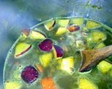 A picture of step 4 of Sig's Mulligatawny Soup.