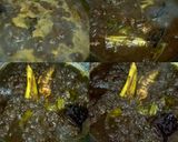 Foto langkah ke 17 dari resep Rawon Daging Sapi II #Dandelion.