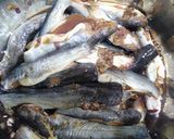 Hình bước làm 2 của món Cá chốt kho lá quế