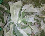 Foto langkah ke 2 dari resep Daun singkong Masak Ayam Tanpa Santan.