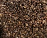 Foto del passaggio 1 della ricetta Cotechino e cromature di lenticchie
