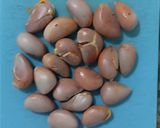 Foto langkah ke 1 dari resep #846. Beton (Biji Nangka Rebus).