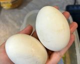 Hình bước làm 2 của món Mầm Bắp Cải Luộc Chấm Trứng