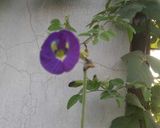 A picture of step 3 of Butterfly pea flower Drink.