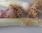Foto del paso 1 de la receta: Spaghetti con puerro y langostinos