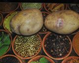 A picture of step 1 of Potato pizza  پتیزا سیب زمینی.