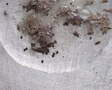 A picture of step 2 of Lasooni tawa fry mataki.