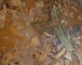 A picture of step 2 of Hyderabadi boti ka salan.