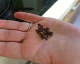 Foto del paso 9 de la receta: Osobuco de ternera rico, rico de la brigada espartana