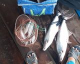 Hình bước làm 1 của món Cá Tra Tả Bí Lù