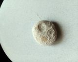 A picture of step 3 of Phulka Roti and Ajwain Roti.